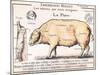Cuts of Pork, illustration from a French Domestic Science Manual by H. de Puytorac, 19th century-null-Mounted Giclee Print