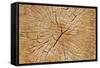 Cutted Tree Trunk Wood Texture-paulmalaianu-Framed Stretched Canvas