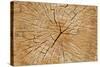 Cutted Tree Trunk Wood Texture-paulmalaianu-Stretched Canvas