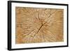 Cutted Tree Trunk Wood Texture-paulmalaianu-Framed Photographic Print