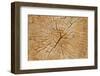 Cutted Tree Trunk Wood Texture-paulmalaianu-Framed Photographic Print