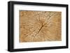 Cutted Tree Trunk Wood Texture-paulmalaianu-Framed Photographic Print