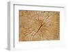 Cutted Tree Trunk Wood Texture-paulmalaianu-Framed Photographic Print
