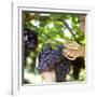 Cutting Black Grapes with Scissors-Eising Studio - Food Photo and Video-Framed Photographic Print