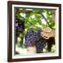 Cutting Black Grapes with Scissors-Eising Studio - Food Photo and Video-Framed Photographic Print