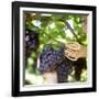 Cutting Black Grapes with Scissors-Eising Studio - Food Photo and Video-Framed Photographic Print