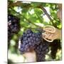 Cutting Black Grapes with Scissors-Eising Studio - Food Photo and Video-Mounted Photographic Print