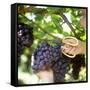 Cutting Black Grapes with Scissors-Eising Studio - Food Photo and Video-Framed Stretched Canvas