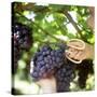 Cutting Black Grapes with Scissors-Eising Studio - Food Photo and Video-Stretched Canvas