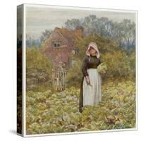 Cutting Cabbages, Allingh-Helen Allingham-Stretched Canvas