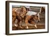 Cutting Horses-Lisa Dearing-Framed Photographic Print