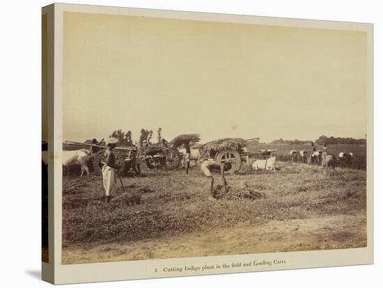 Cutting indigo plant in the field and loading carts, 1877-Oscar Jean Baptiste Mallitte-Stretched Canvas