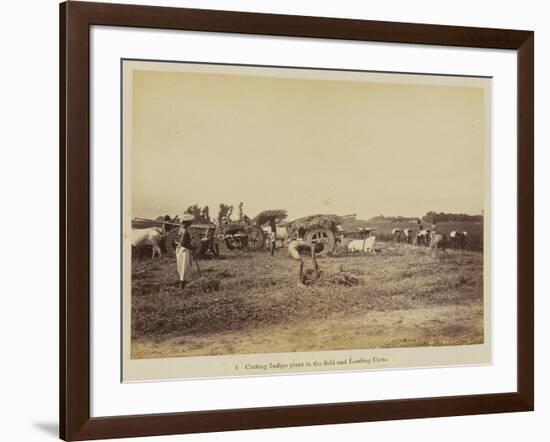 Cutting indigo plant in the field and loading carts, 1877-Oscar Jean Baptiste Mallitte-Framed Giclee Print