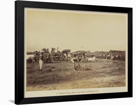 Cutting indigo plant in the field and loading carts, 1877-Oscar Jean Baptiste Mallitte-Framed Giclee Print