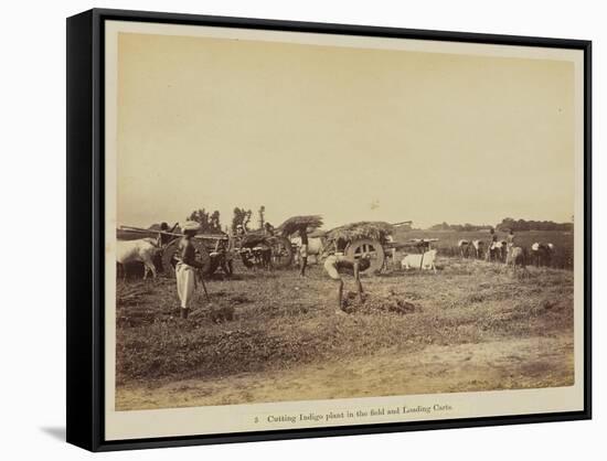 Cutting indigo plant in the field and loading carts, 1877-Oscar Jean Baptiste Mallitte-Framed Stretched Canvas