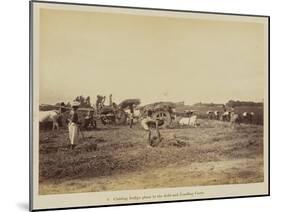 Cutting indigo plant in the field and loading carts, 1877-Oscar Jean Baptiste Mallitte-Mounted Giclee Print