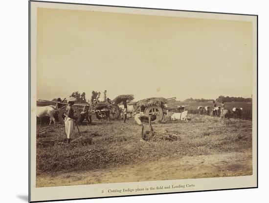 Cutting indigo plant in the field and loading carts, 1877-Oscar Jean Baptiste Mallitte-Mounted Giclee Print