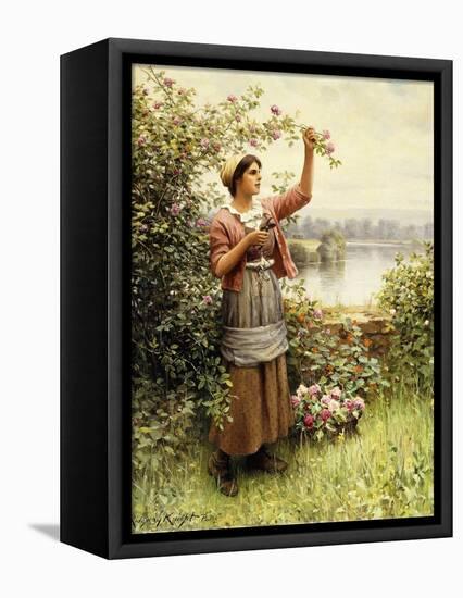 Cutting Roses Along the Seine-Daniel Ridgway Knight-Framed Stretched Canvas