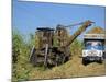 Cutting Sugar by Cuban Made Machine, on a Plantation, South Coast Plain of Havana Province, Cuba-Waltham Tony-Mounted Photographic Print