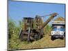 Cutting Sugar by Cuban Made Machine, on a Plantation, South Coast Plain of Havana Province, Cuba-Waltham Tony-Mounted Photographic Print