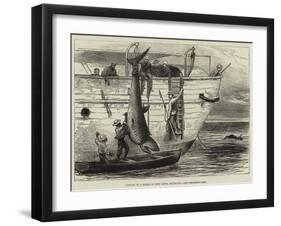 Cutting Up a Shark at Port Louis, Mauritius-null-Framed Giclee Print