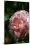 Cuttings of Loyalist Rose Were Taken to Canada by Loyalists in 1770S., 1975 (Photo)-Ted Spiegel-Mounted Giclee Print