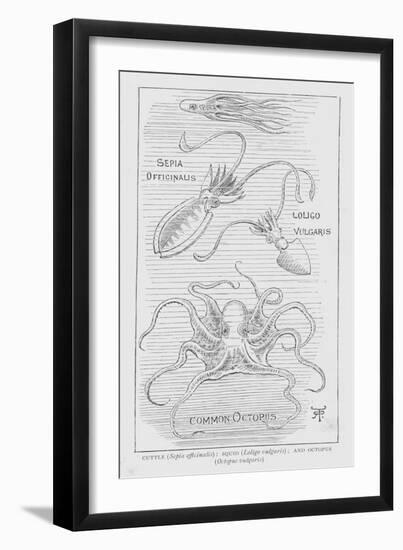 Cuttle, Sepia Offcinalis; Squid, Loligo Vulgaris; and Octopus, Octopus Vulgaris (Litho)-English School-Framed Giclee Print