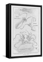 Cuttle, Sepia Offcinalis; Squid, Loligo Vulgaris; and Octopus, Octopus Vulgaris (Litho)-English School-Framed Stretched Canvas