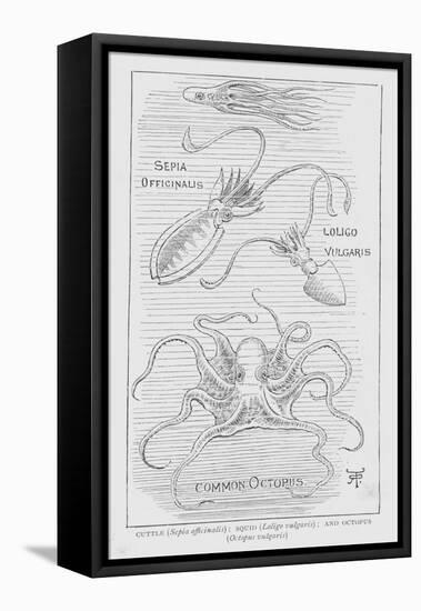 Cuttle, Sepia Offcinalis; Squid, Loligo Vulgaris; and Octopus, Octopus Vulgaris (Litho)-English School-Framed Stretched Canvas