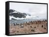 Cuverville Island, Antarctic Peninsula, Antarctica, Polar Regions-Robert Harding-Framed Stretched Canvas