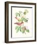 Cuvier Bird & Habitat III-Georges Cuvier-Framed Art Print