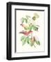 Cuvier Bird & Habitat III-Georges Cuvier-Framed Art Print