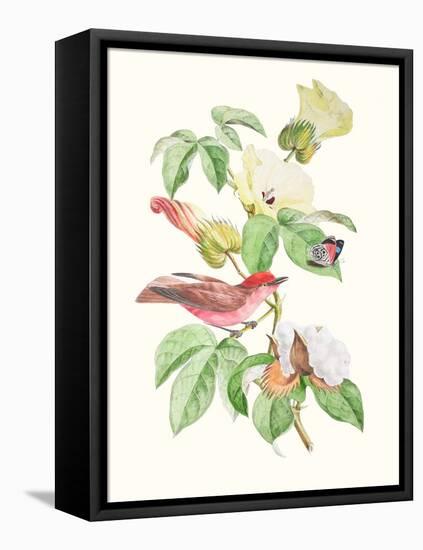 Cuvier Bird & Habitat III-Georges Cuvier-Framed Stretched Canvas