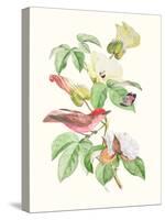 Cuvier Bird & Habitat III-Georges Cuvier-Stretched Canvas