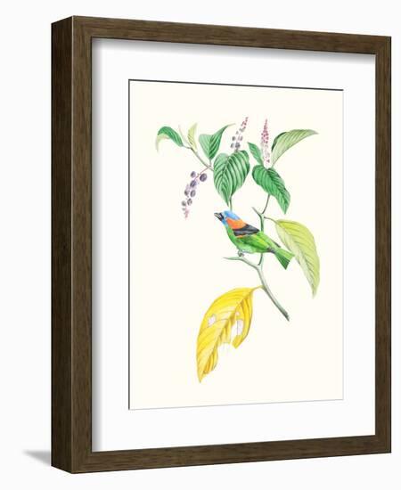 Cuvier Bird & Habitat IV-Georges Cuvier-Framed Art Print