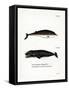 Cuvier's Beaked Whale-null-Framed Stretched Canvas