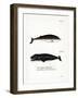 Cuvier's Beaked Whale-null-Framed Giclee Print