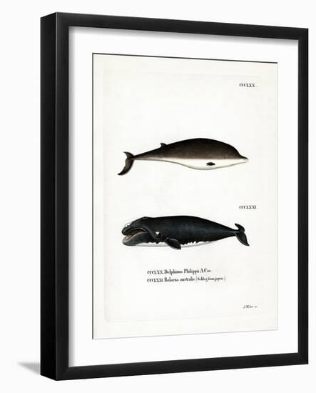 Cuvier's Beaked Whale-null-Framed Giclee Print