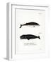 Cuvier's Beaked Whale-null-Framed Giclee Print