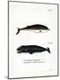 Cuvier's Beaked Whale-null-Mounted Giclee Print