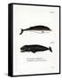 Cuvier's Beaked Whale-null-Framed Stretched Canvas