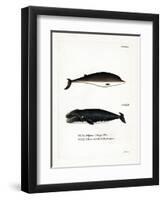 Cuvier's Beaked Whale-null-Framed Premium Giclee Print