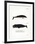 Cuvier's Beaked Whale-null-Framed Giclee Print