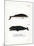 Cuvier's Beaked Whale-null-Mounted Giclee Print