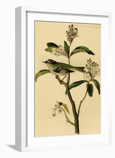 Cuvier's Kinglet-John James Audubon-Framed Art Print