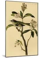 Cuvier's Kinglet-John James Audubon-Mounted Art Print