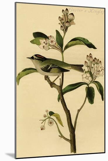 Cuvier's Kinglet-John James Audubon-Mounted Art Print