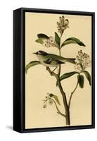 Cuvier's Kinglet-John James Audubon-Framed Stretched Canvas