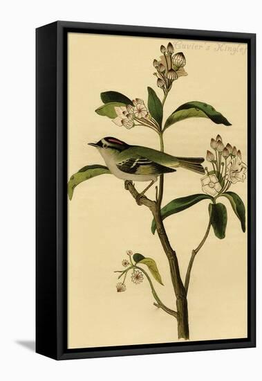 Cuvier's Kinglet-John James Audubon-Framed Stretched Canvas