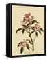 Cuvier's Kinglet-John James Audubon-Framed Stretched Canvas